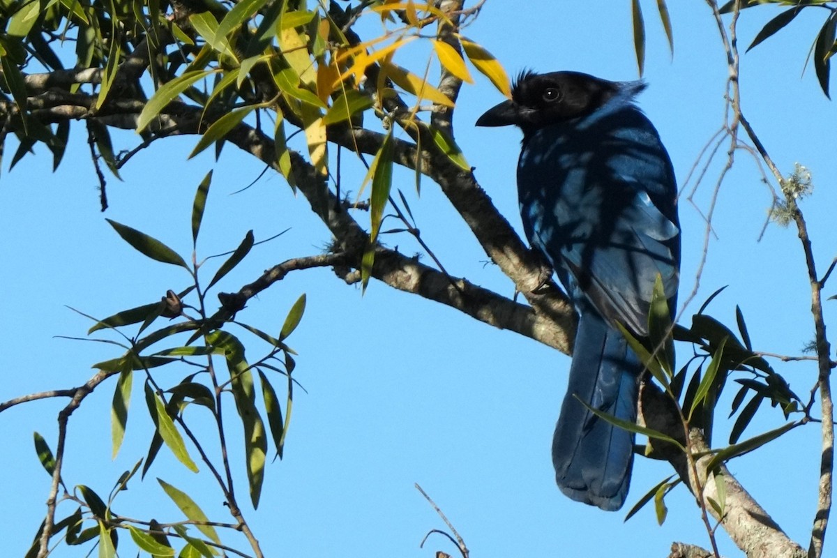 Azure Jay - ML641108622