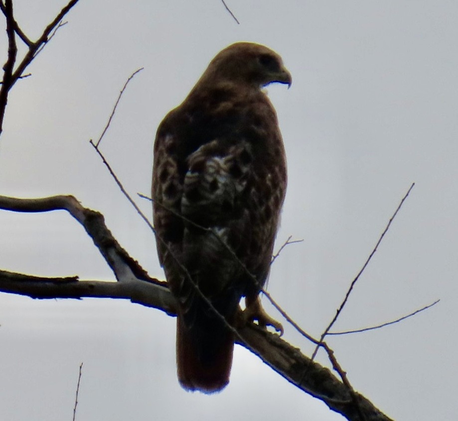 Red-tailed Hawk - ML641108628