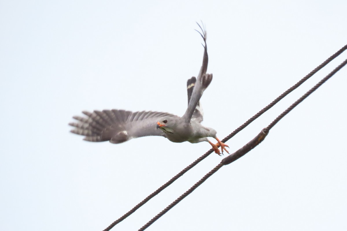 Lizard Buzzard - ML641108649