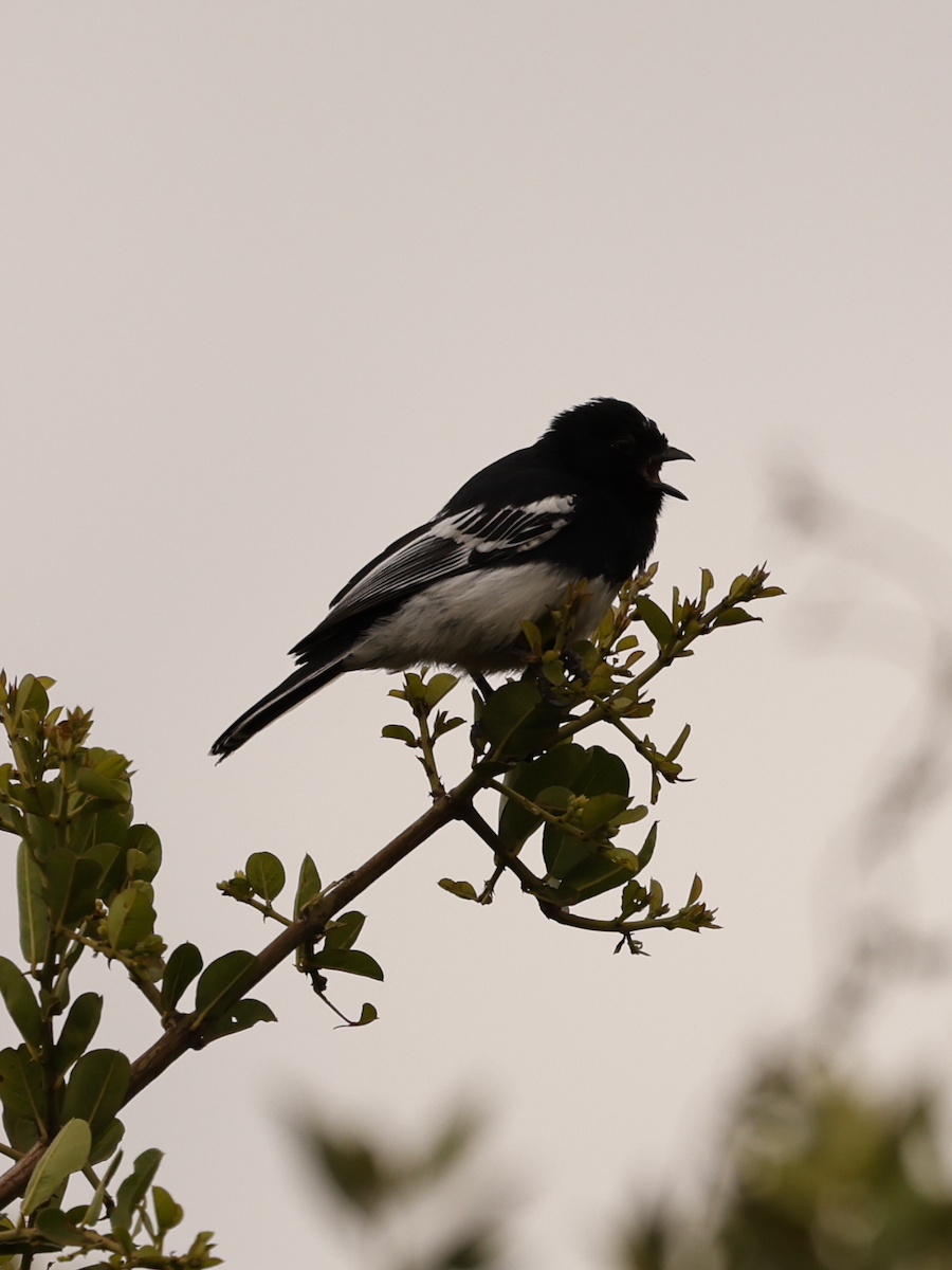 White-bellied Tit - ML641108673