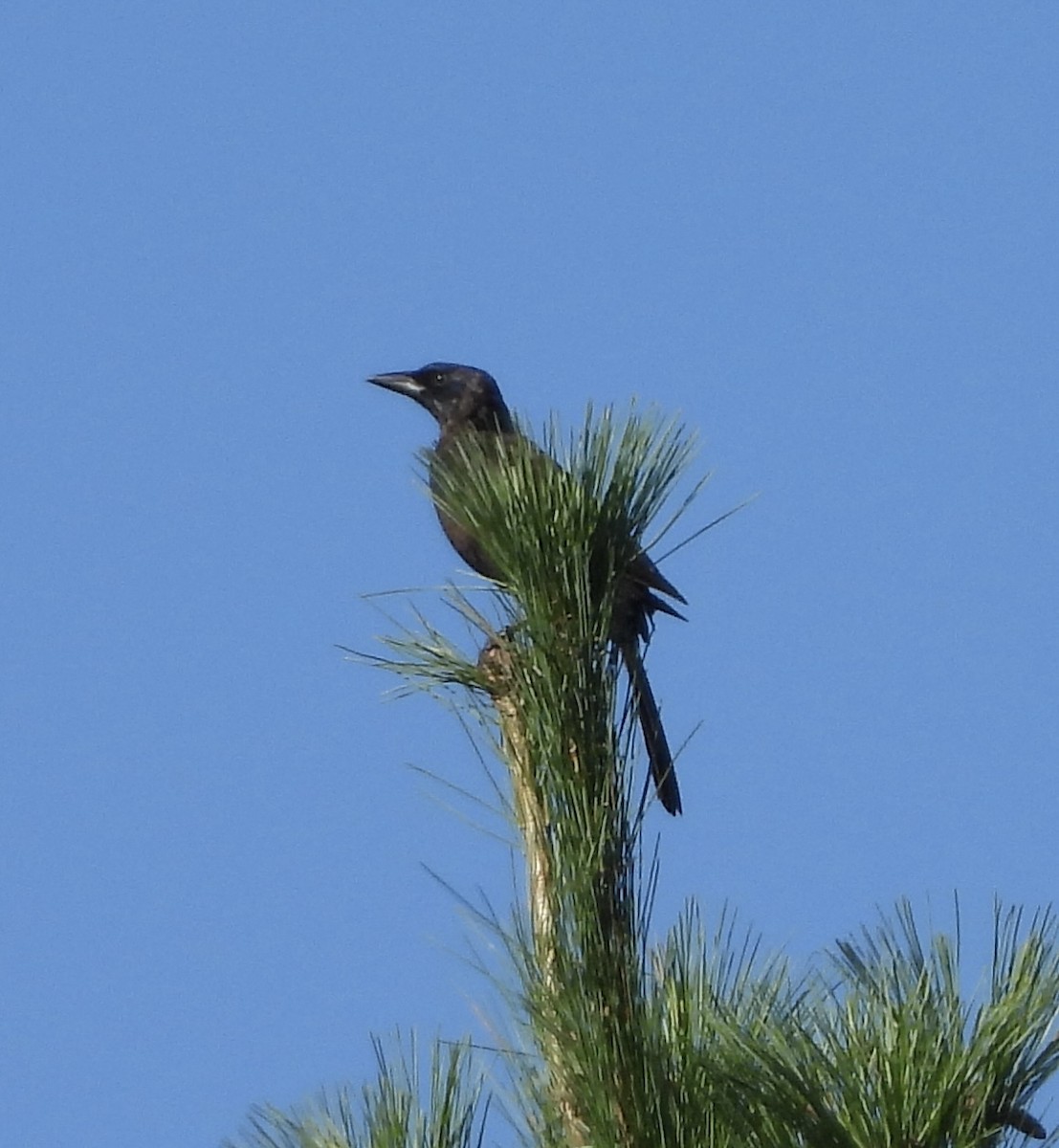 Common Grackle - ML641108677