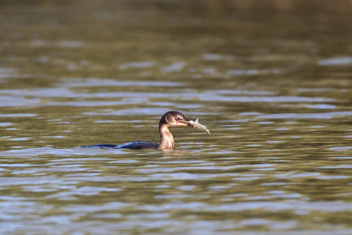 Reed Cormorant - ML641108684