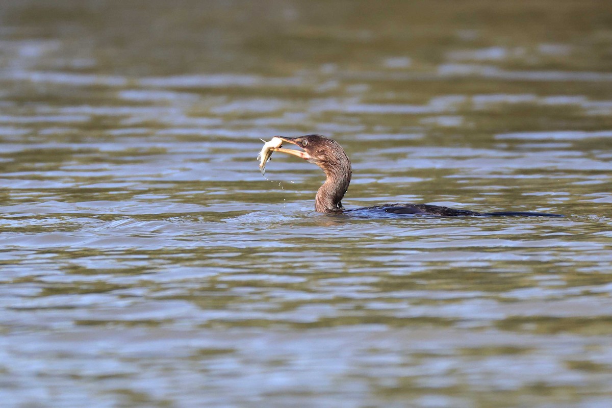 Reed Cormorant - ML641108685