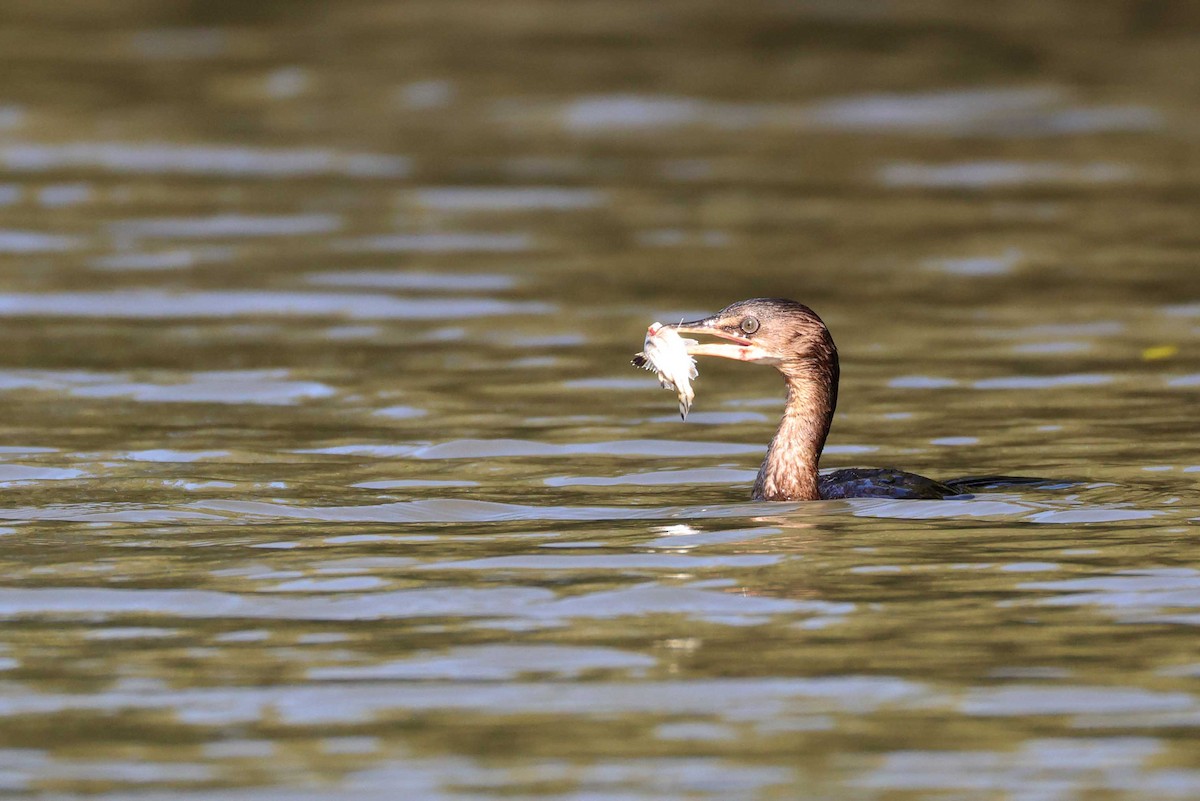 Reed Cormorant - ML641108686