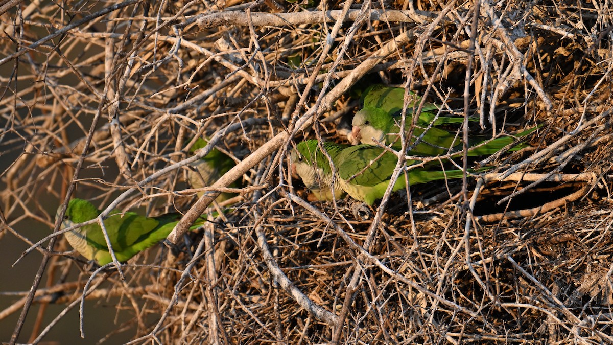 munkeparakitt - ML641108728