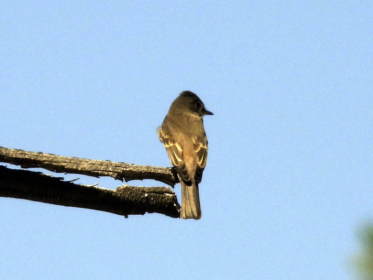 Western Wood-Pewee - ML641108740