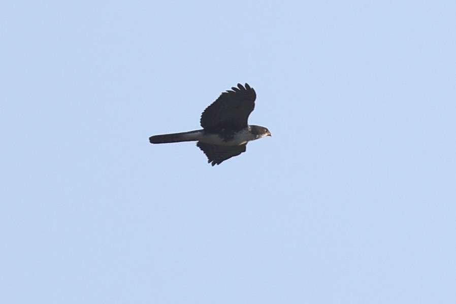 Black Goshawk - ML641108783