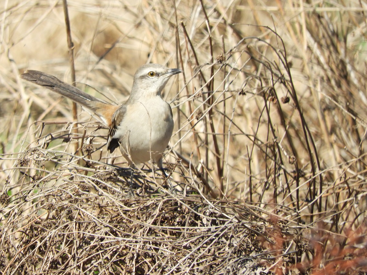 White-banded Mockingbird - ML641108790
