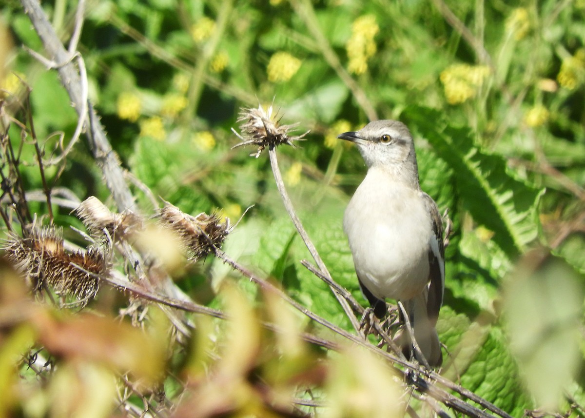 White-banded Mockingbird - ML641108792