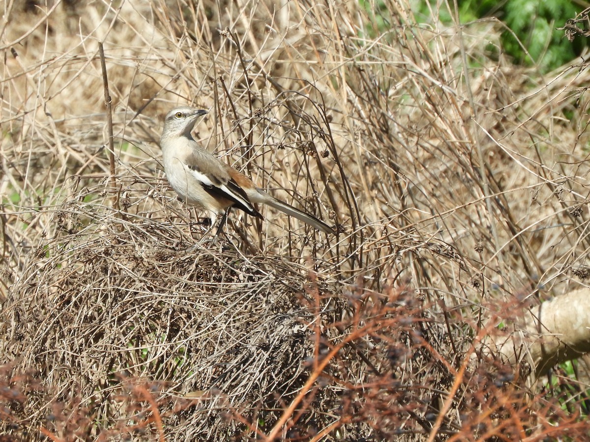 White-banded Mockingbird - ML641108801