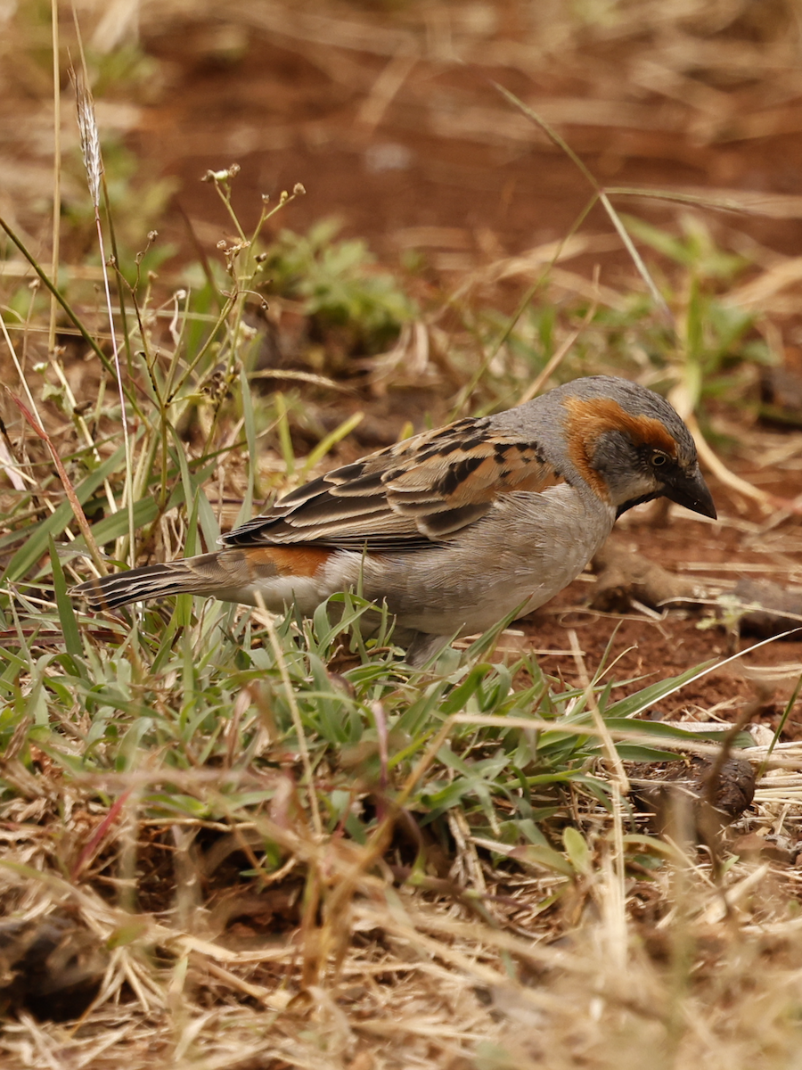 Kenya Rufous Sparrow - ML641108802