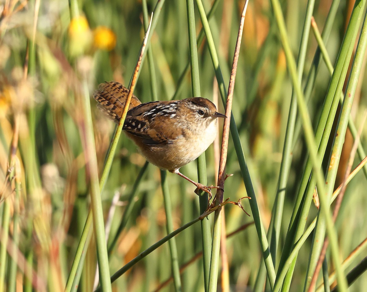 Marsh Wren - ML641108871