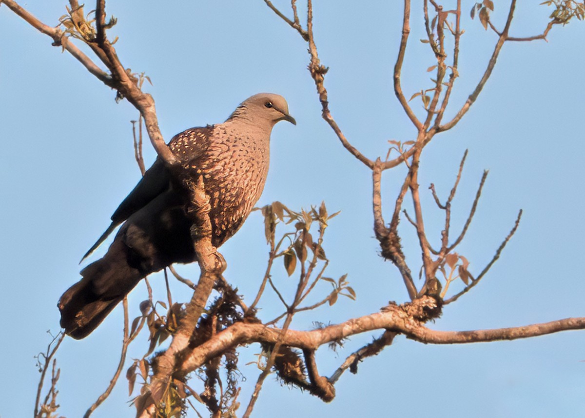 Speckled Wood-Pigeon - ML641108883