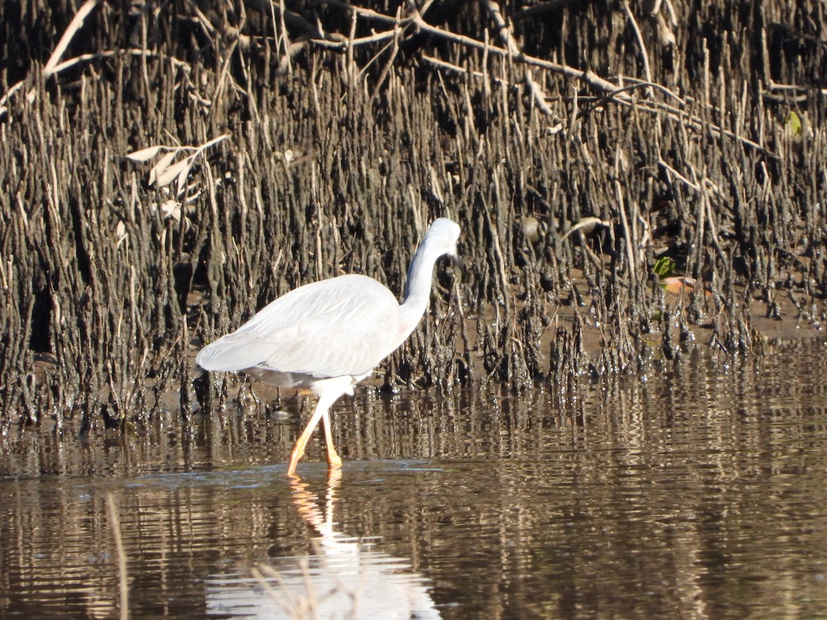 White-faced Heron - ML641108932