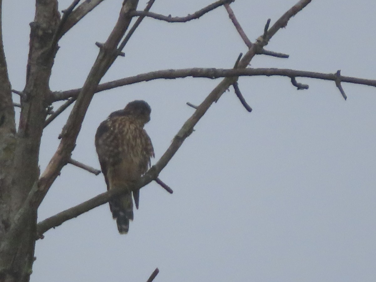 Merlin - ML641108964