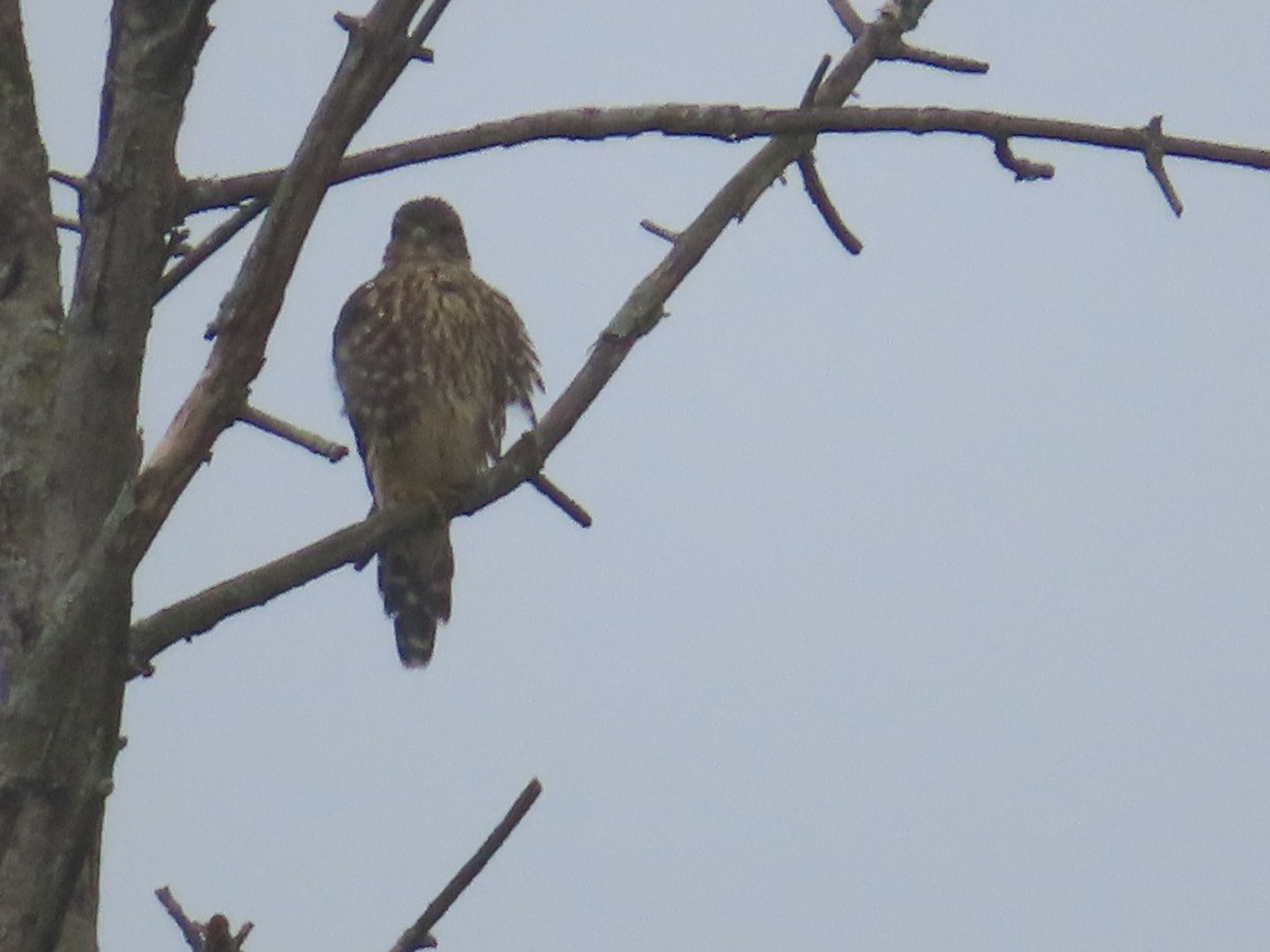 Merlin - ML641108965