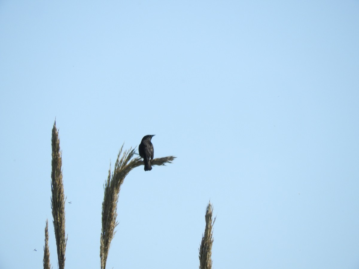 Yellow-winged Blackbird - ML641109019