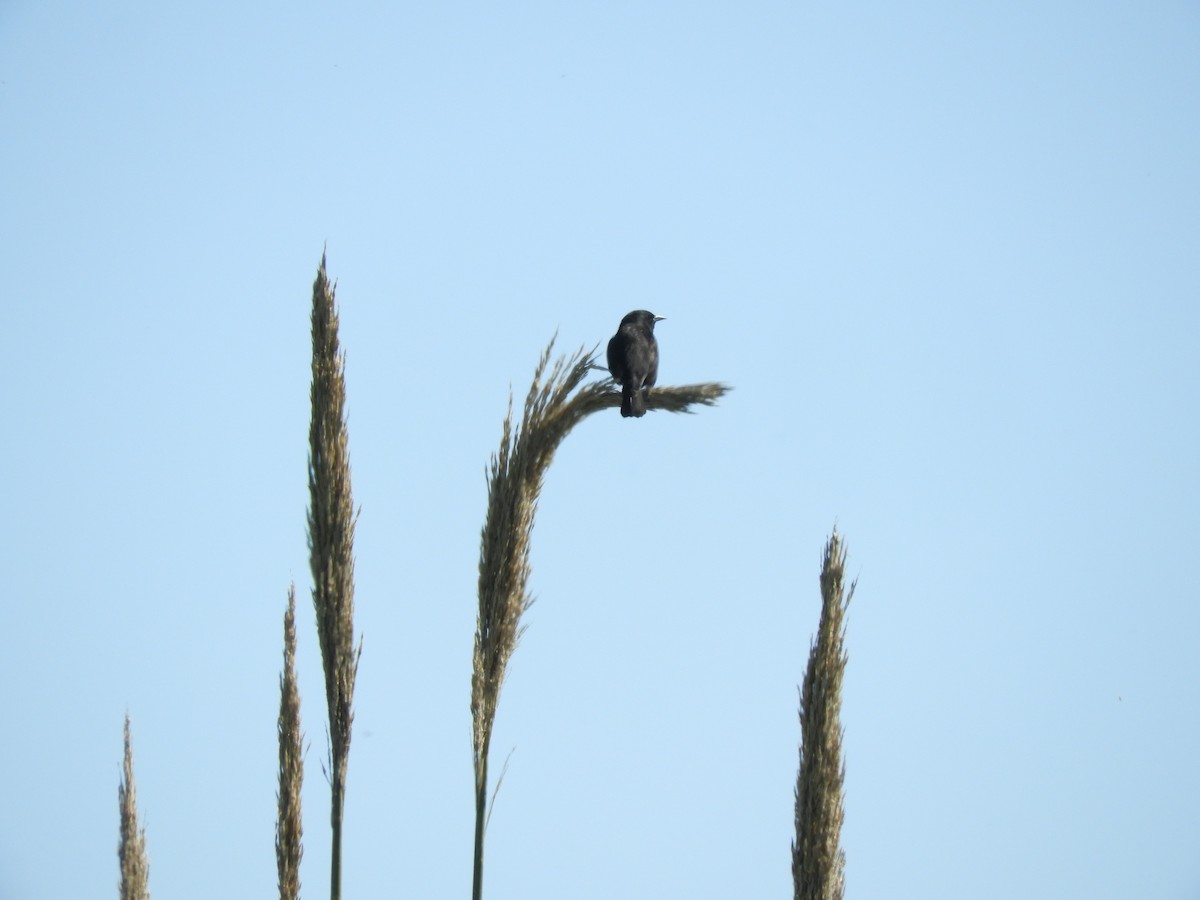 Yellow-winged Blackbird - ML641109020