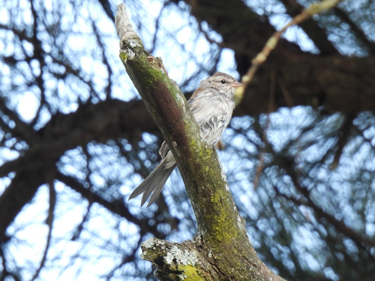 Chipping Sparrow - ML641109023