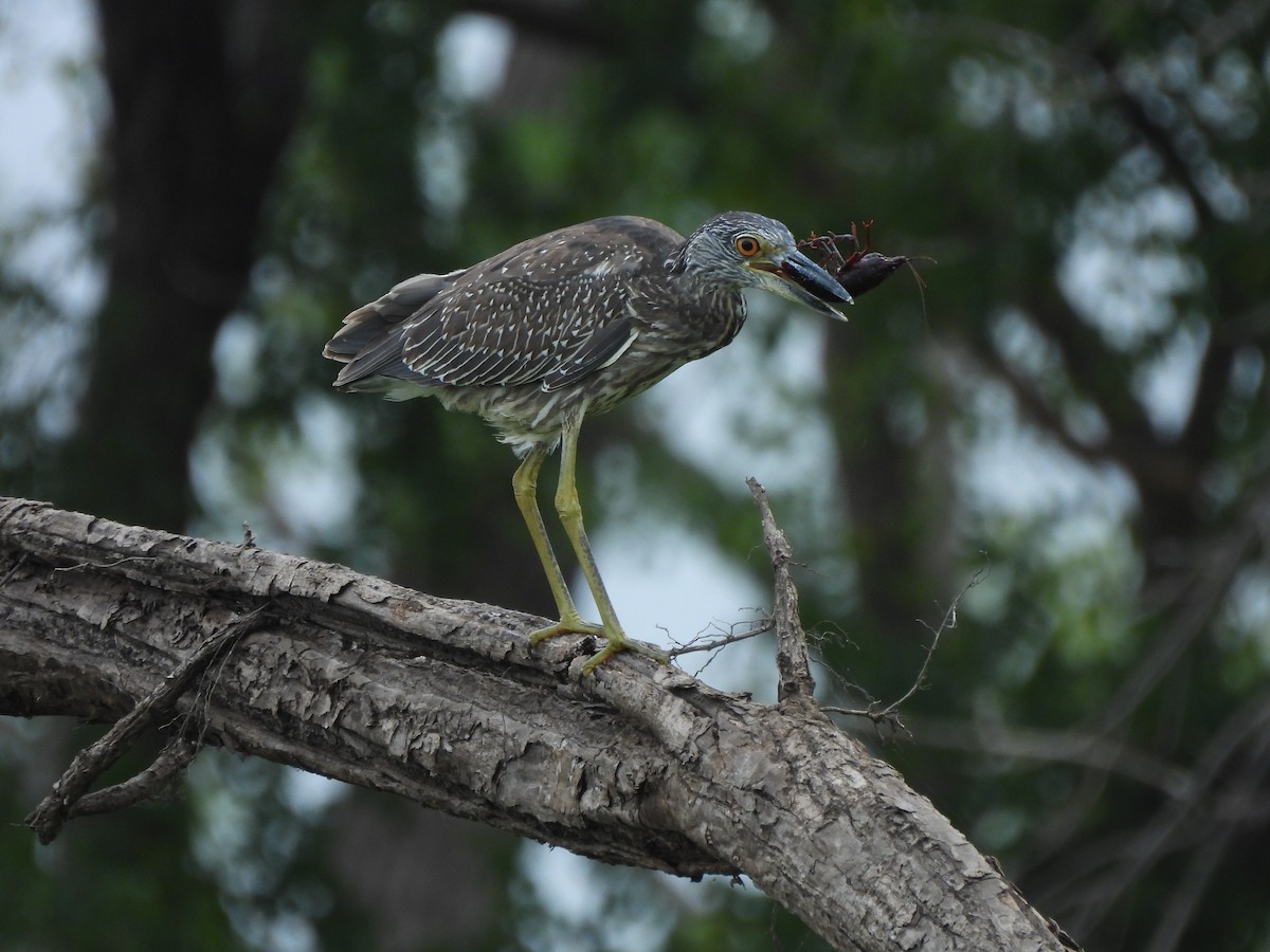 Yellow-crowned Night Heron - ML641109055