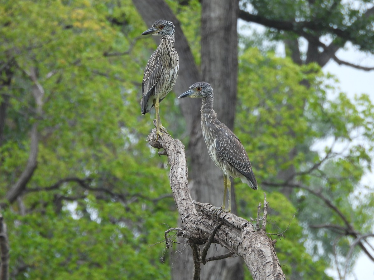 Yellow-crowned Night Heron - ML641109056
