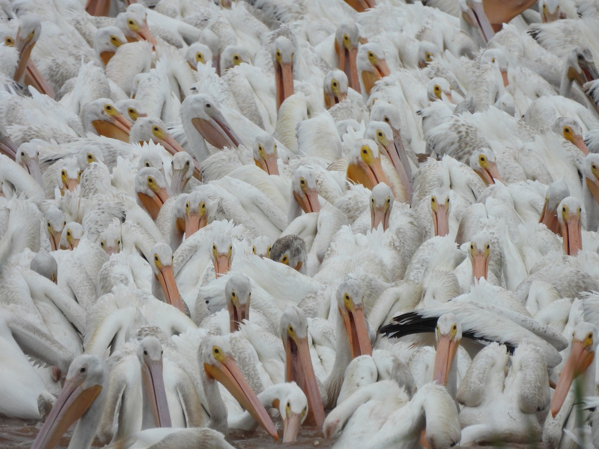 American White Pelican - ML641109057