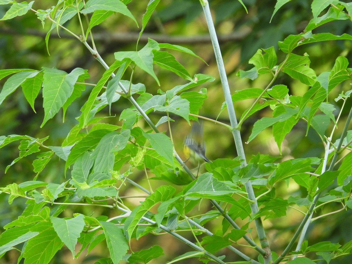Magnolienwaldsänger - ML641109099