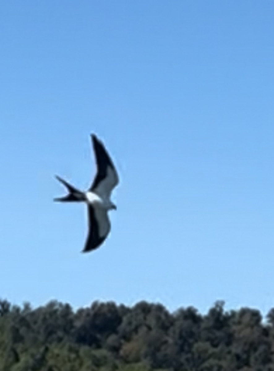 Swallow-tailed Kite - ML641109109