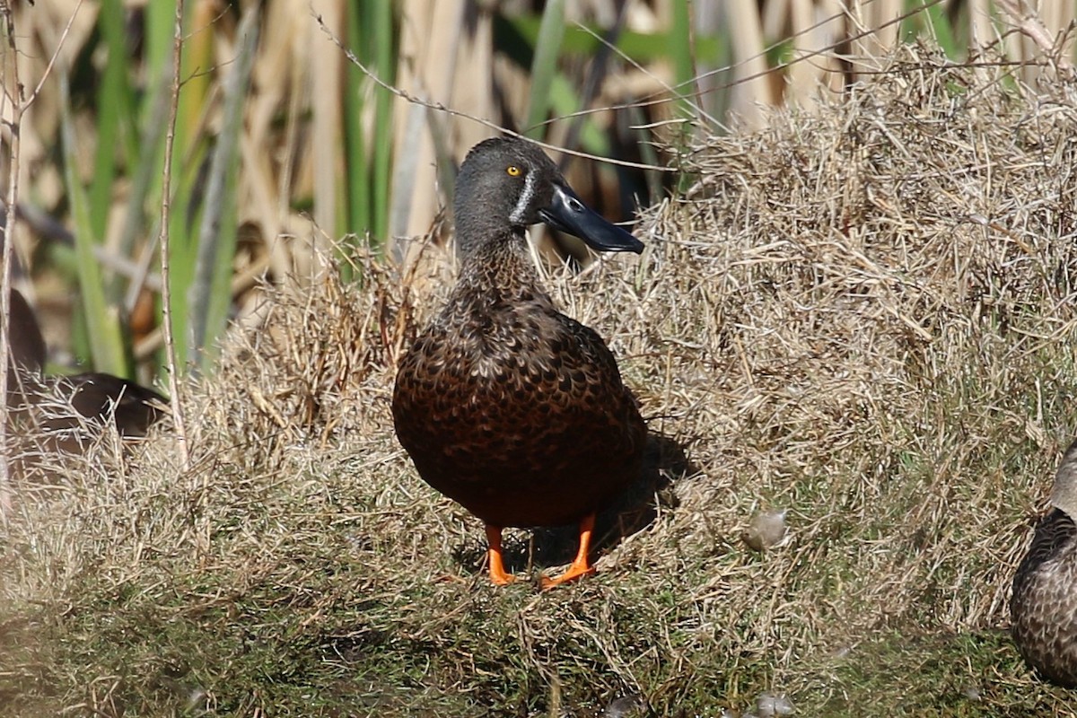 Australasian Shoveler - ML641109111