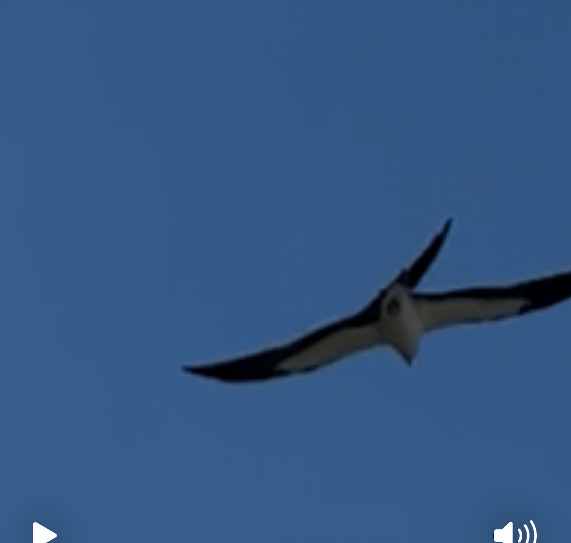 Swallow-tailed Kite - ML641109114
