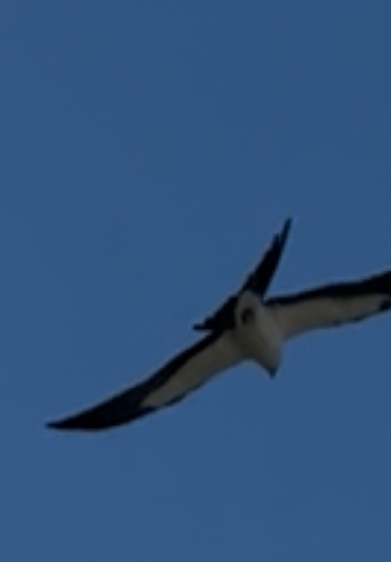 Swallow-tailed Kite - ML641109120