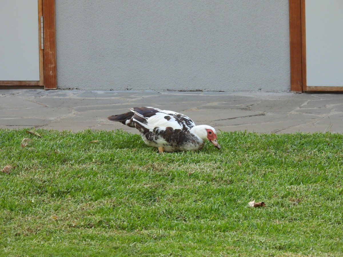 Muscovy Duck (Domestic type) - ML641109160