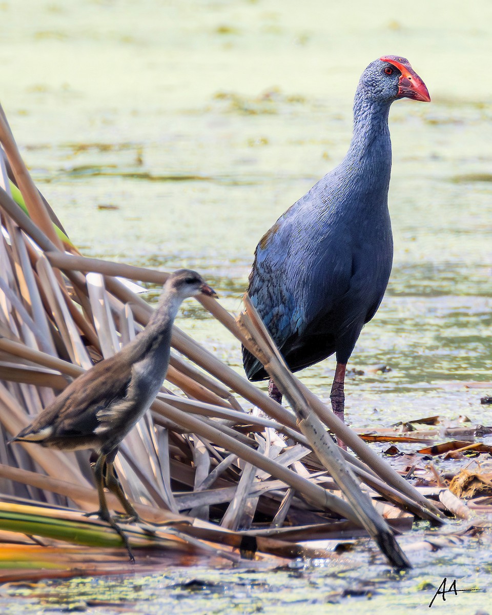 Philippine Swamphen - ML641109177