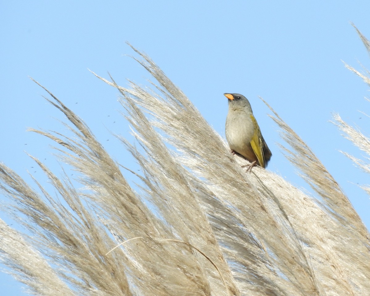Great Pampa-Finch - ML641109243