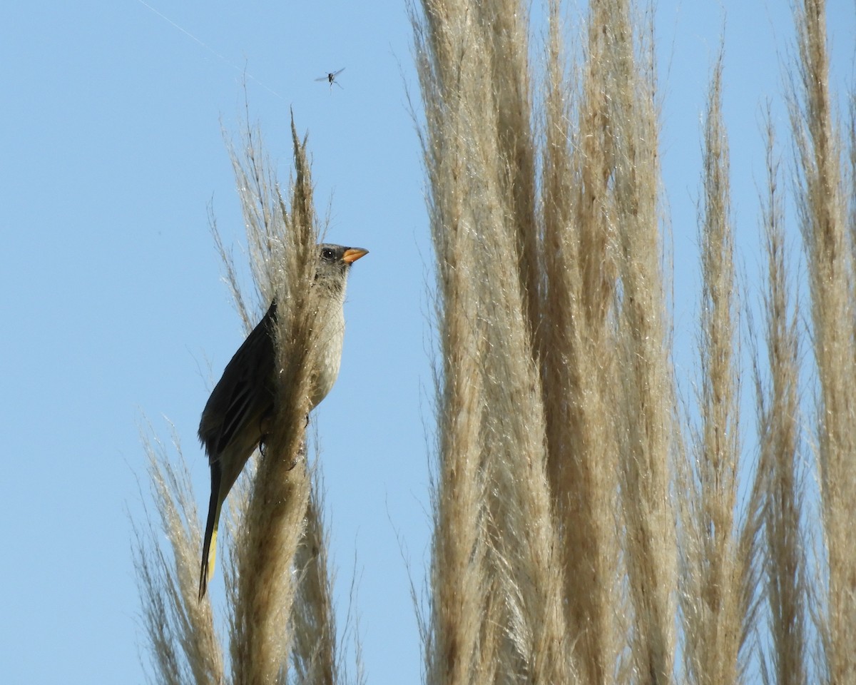 Great Pampa-Finch - ML641109245