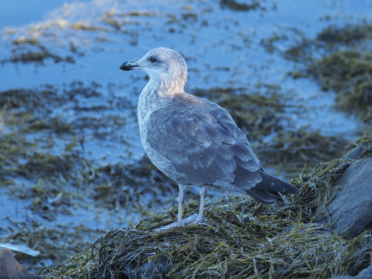 American Herring Gull - ML641109248