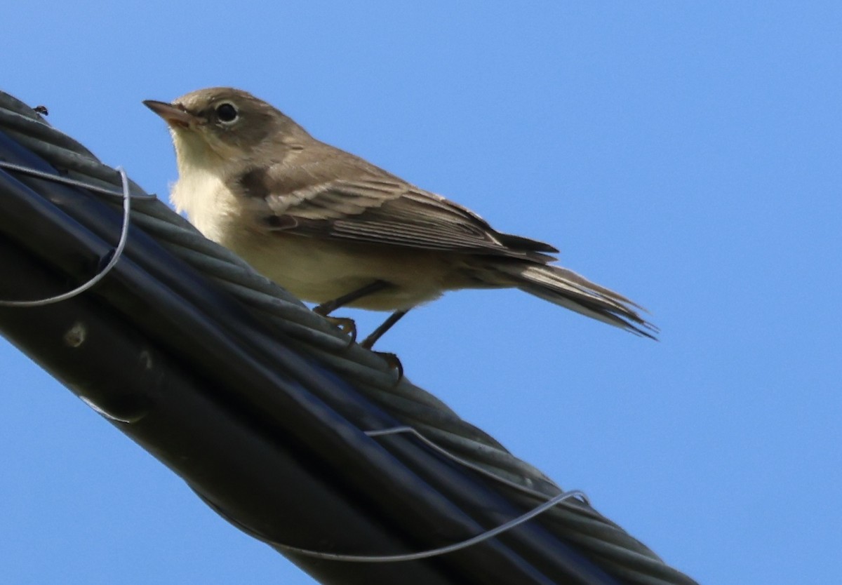 Pine Warbler - ML641109280