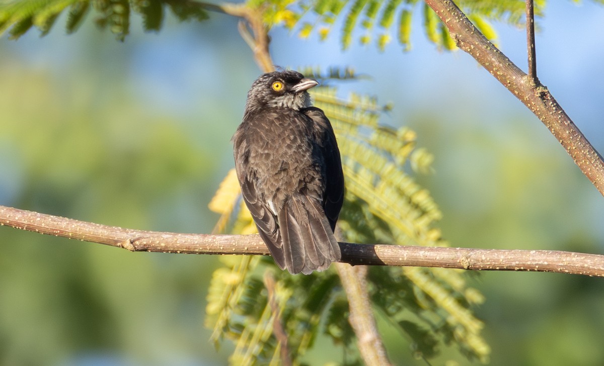 Polynesian Starling - ML641109299