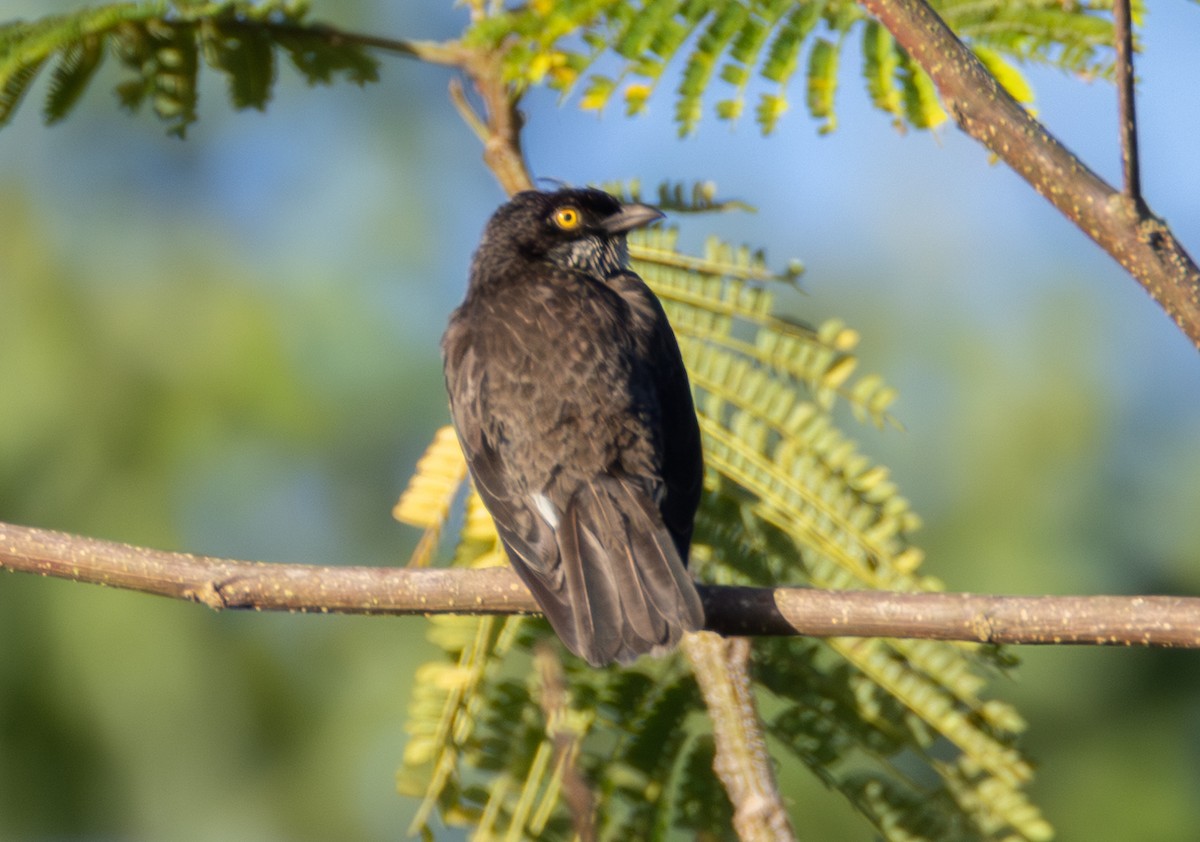 Polynesian Starling - ML641109300