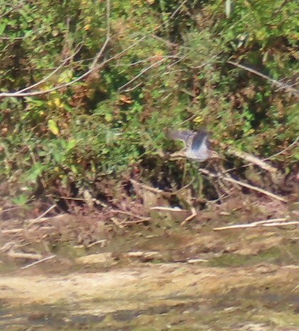Wilson's Snipe - ML641109315