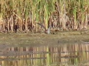 Wilson's Snipe - ML641109327