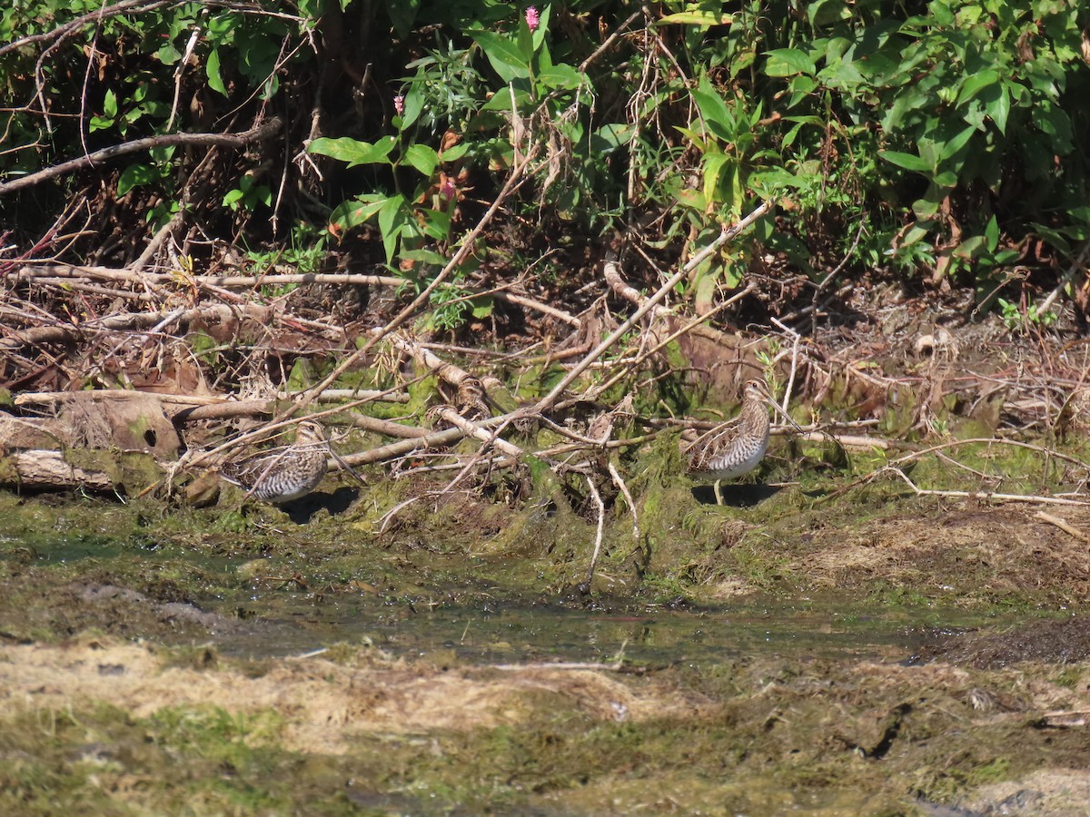 Wilson's Snipe - ML641109339