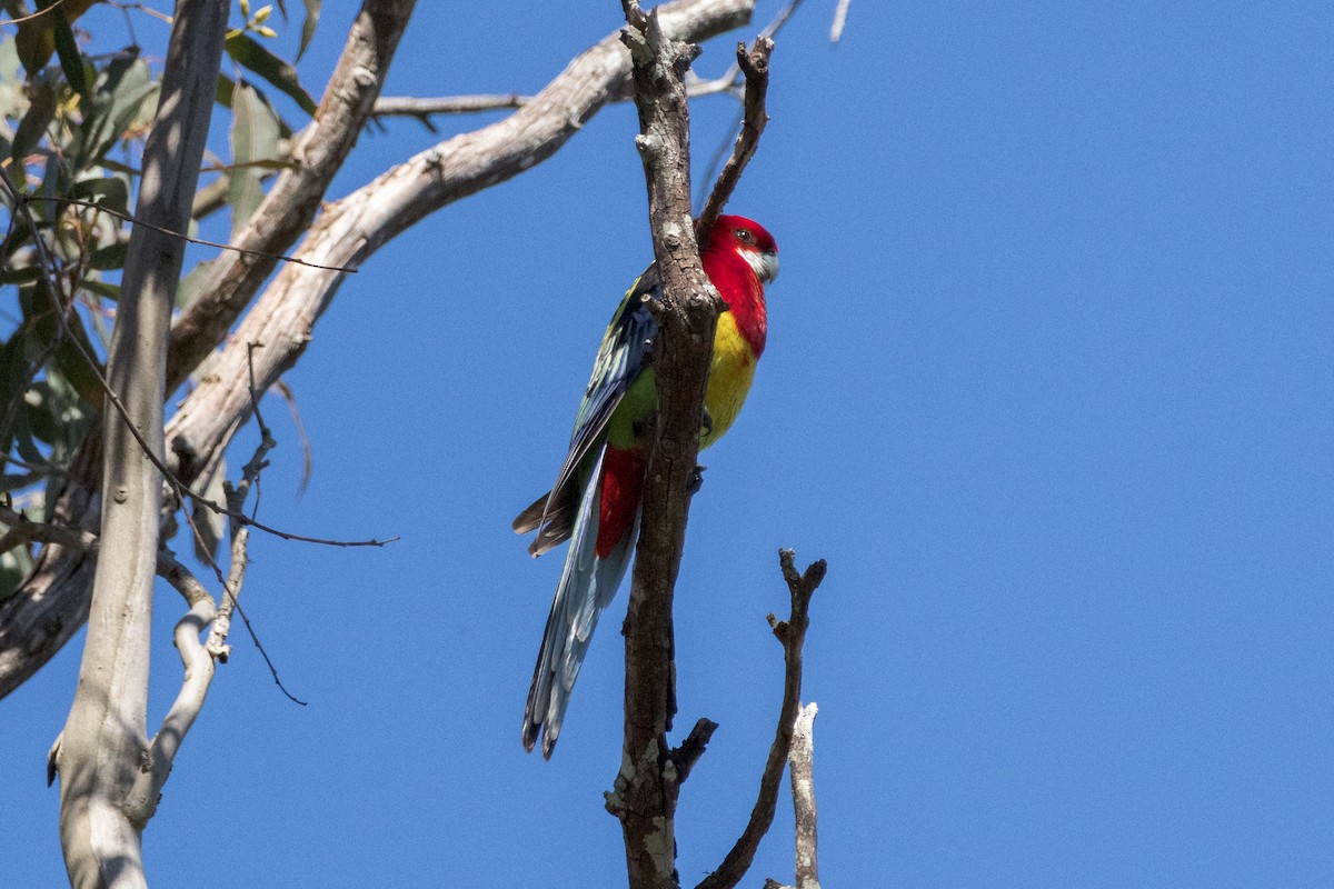 Eastern Rosella - ML641109340