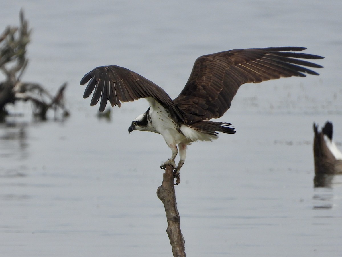 Falco pescatore - ML641109360