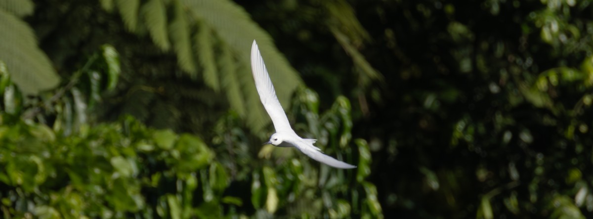 White Tern - ML641109369