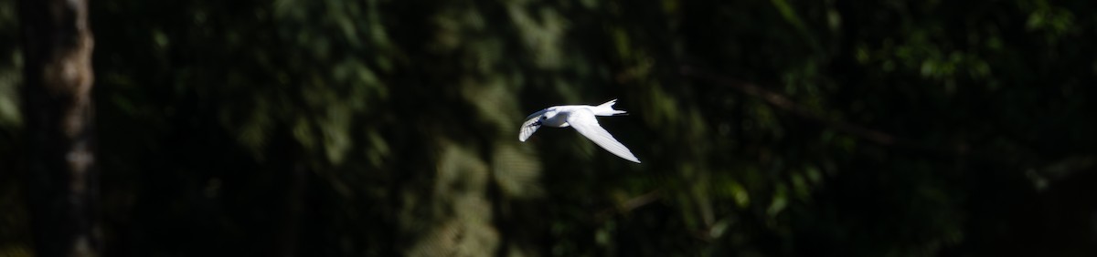 White Tern - ML641109370