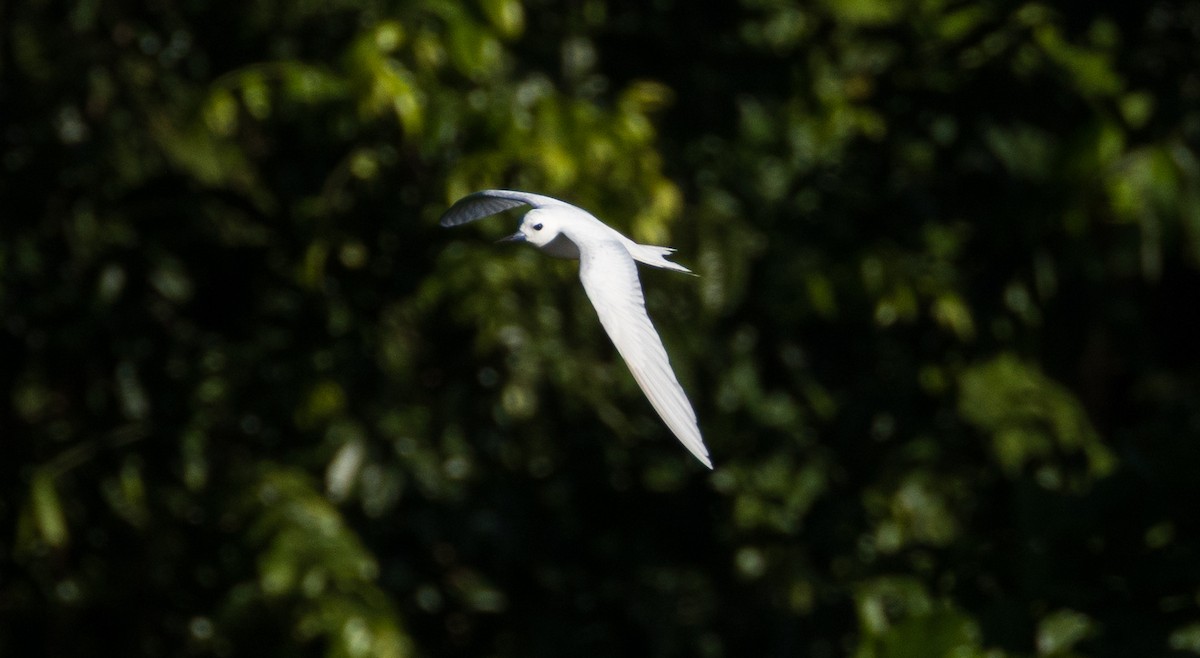 White Tern - ML641109371