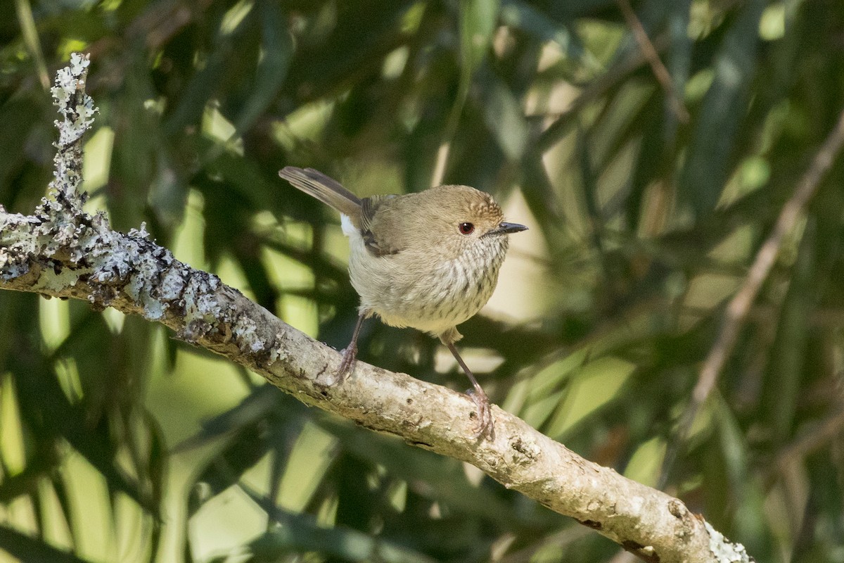 Brown Thornbill - ML641109373