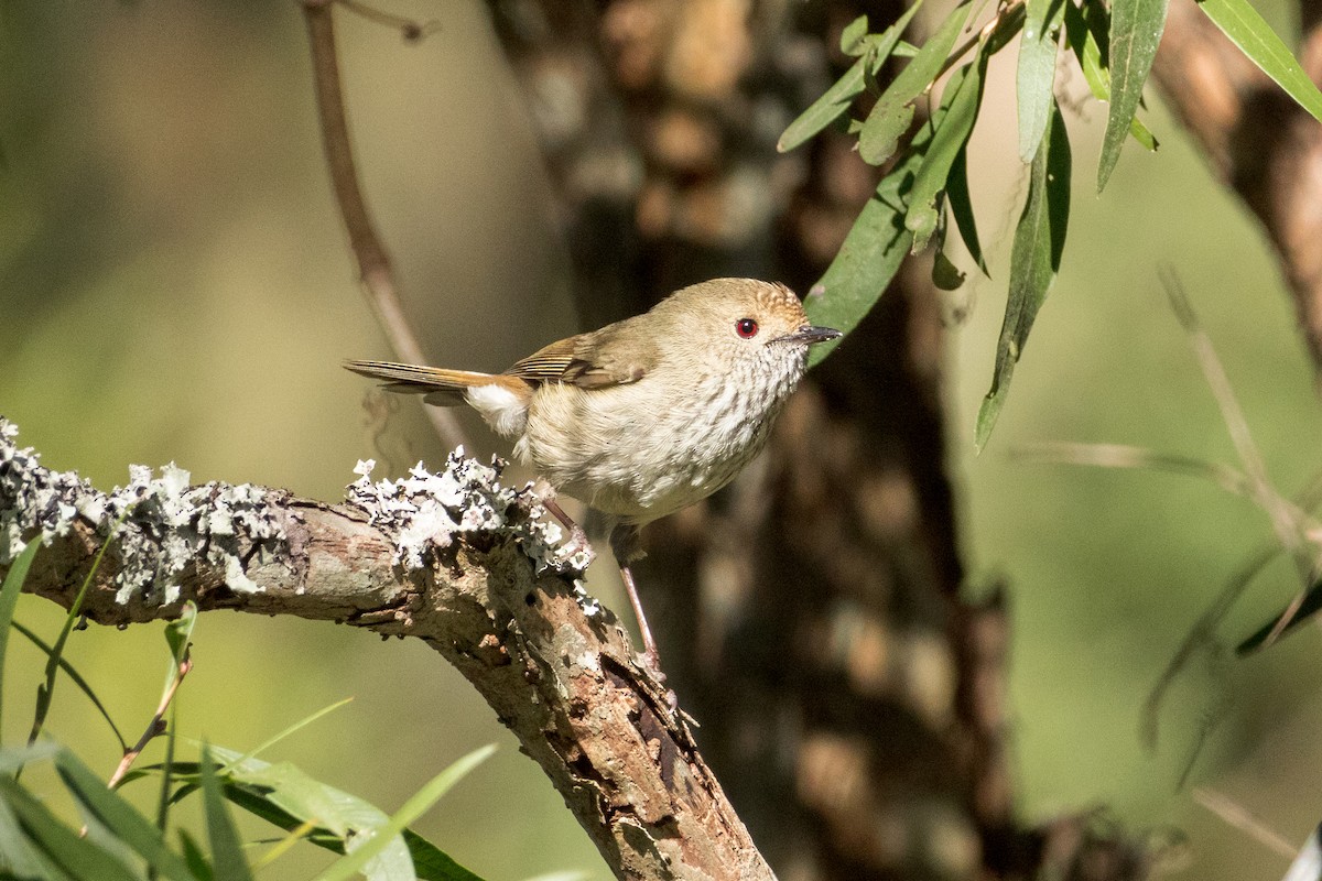 Brown Thornbill - ML641109374