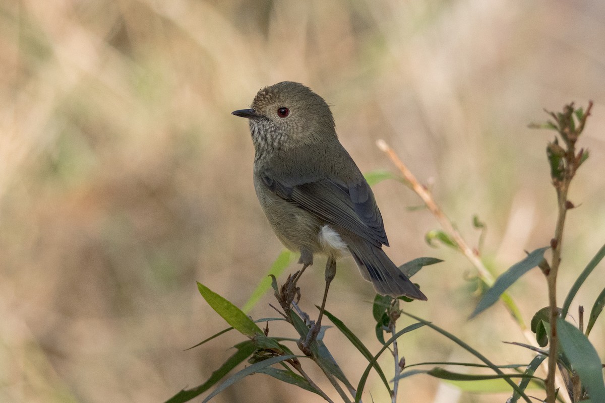 Brown Thornbill - ML641109375